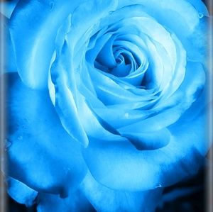 Meet your Posher, Trisha